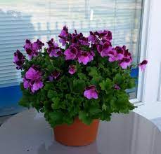 Addressing, stuffing, and posting these important envelopes takes advance planning. Martha Washington Geranium Blooming Annual Plant In Boyne City Mi Upsy Daisy Floral