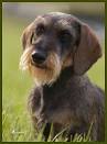 Mini Wire-Haired Dachshunds | roundaboutkennel