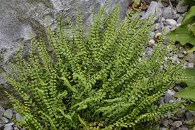 Image result for sleziník Asplenium