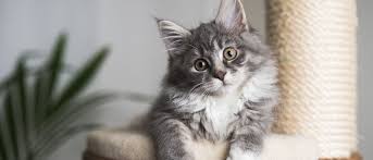 ‪How to Care for a Cat or Kitten | Royal Canin CA‬‏
