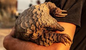 The shy, harmless pangolin is becoming increasingly well known for one reason: Il Covid 19 E Il Pangolino L Animale Piu Trafficato Lavialibera