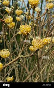 Image result for Gnidia chrysantha