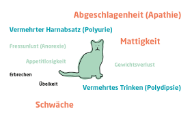 Cne Die Vielfaltigkeit Klinischer Symptome Cat Life
