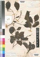 Image result for Bivinia jalbertii