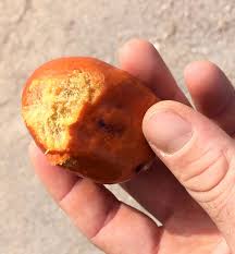 Image result for Hyphaene