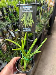 Image result for Pentas micrantha