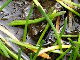 Image result for Subularia monticola