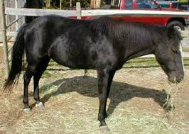 Our ponies have weight restrictions. Pony Rides For Birthday Party Ny Nyc Nj Ct Long Island