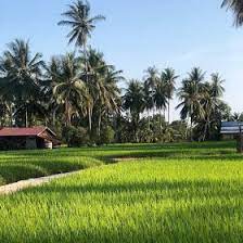 Penjelasan berkaitan skop adalah seperti berikut Keindahan Sawah Padi Di Kedah Malaysia The Beauty Of Paddy Field In Kedah Malaysia In 2021 Kedah Beautiful Landscape Paintings Padi