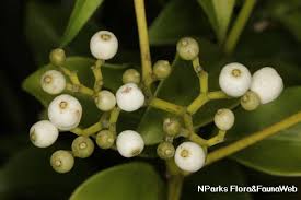 Image result for Psychotria ceratoloba