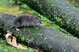 Image result for Urochloa brevispicata