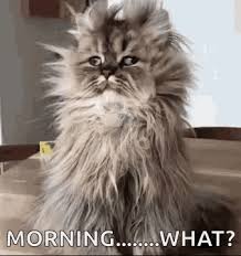 Kitty images for whatsapp cats are one of the beautiful animals found on the earth. Good Morning Gif Funny Funny Png