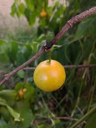 Image result for Vangueria randii
