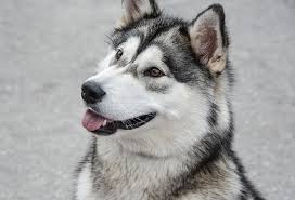 When you think of an alaskan dog you likely think of dog sled racing and the strong, inspirational, and beautiful eskimo and inuit people. 200 Best Alaskan Malamute Names Stunning Alaskan Dog Names