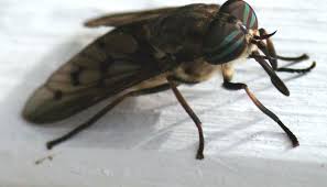 Le pouvoir des huiles essentielles pour se débarrasser des mouches. Mouches A Chevreuil 10 Trucs Contre Les Taons