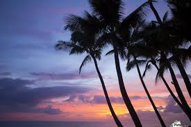 Sun setting over the crooked palm tree, beach and waves on sunset beach, hawaii. Palm Trees At Sunset Keawekapu Beach Maui Hawaii United States Of America Pacificstock