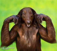 Animalcombos2 No Rules No Shame 2 Weird Animals Animal Mashups Animals