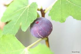 イチジクの育て方 栽培のコツ 植え付け 剪定の方法 Horti ホルティ By Greensnap