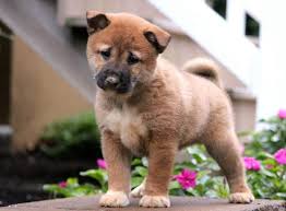 Find shiba inu in canada | visit kijiji classifieds to buy, sell, or trade almost anything! Shiba Inu Dog Breed Profile Information 4 Free Textures