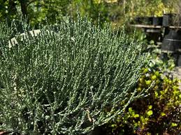 Image result for Helichrysum nitens
