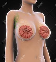 Female Breast Anatomy Stock Photo Picture And Royalty Free Image Image 78003686