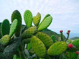 Sunset associate food editor elaine johnson gives you some tips and tricks for transforming cactus pads into a delicious ingredient for quesadillas, salads. Tuna O Nopal Propiedades Beneficios Y Su Uso En La Cocina