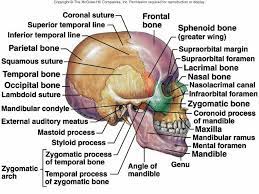 Bones Of The Skull Anatomy Education Human Skeleton Anatomy Medical Anatomy