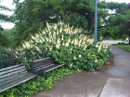 Aesculus Parviflora Bottlebrush Buckeye Plants Buckeye Shrubs