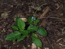 Image result for Vepris rogersii