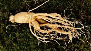 Popular as ren shen (man root, 人参) in the mainland china, ginseng is the epitome of strength and wellbeing, trusted by many since ancient times. Ginseng In Skin Care Products How Does It Benefit Your Complexion Allure