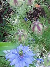 Love In A Mist Or Nigella Bebe Love The Seed Pods And Lacy Greenery Garden Theme Flowers Blue Flowers