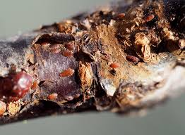 Image result for puklice švestková obrázek