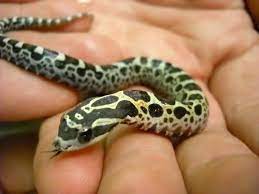 Scaleless Snakes A Brief History Ssnakess Reptile Forum Snake Reptile Snakes Cute Snake