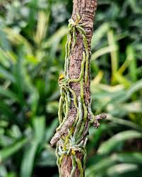 Image result for Taeniophyllum