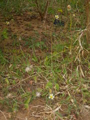 Image result for Tetracera boiviniana