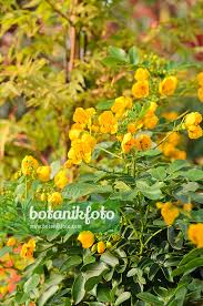 Image result for Senna floribunda