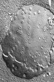 Nucleo Criofractura Celestial Bodies Body Medicine