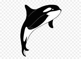 Whale Cartoon Png Download 506 648 Free Transparent Killer Whale Png Download Cleanpng Kisspng Vector illustration of orca cartoon. free transparent killer whale png