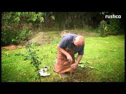 Greffe En Incrustation D Un Abricotier Sur Un Prunier Greffe Petit Arbre Petits Arbres Fruitiers