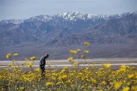 The array of colorful flowers includes the pale white gravel ghost and the. Rare Death Valley Super Bloom Carpets Desert With Color