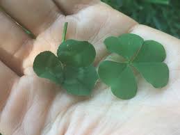 Check spelling or type a new query. How To Identify Wood Sorrel Foraging For Edible Wild Greens Good Life Revival