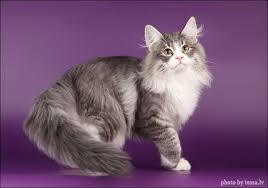 norwegian forest cat norvezhskaya lesnaya koshka krasivye koshki koshki i kotyata