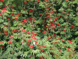 Image result for Calliandra tweedii
