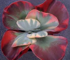 Red Kalanchoe Fantastic Succulents Plants Cacti And Succulents
