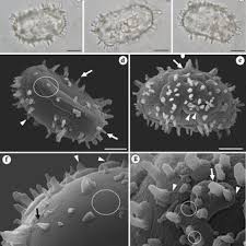 Image result for Blotiella natalensis