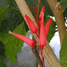 Image result for Quassia undulata