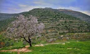 صور من الريف الفلسطيني قرية اللبن الشرقية شمال مدينة رام الله Palestine History Countryside Natural Landmarks
