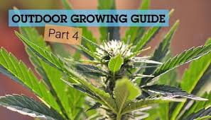 The (re)collection clothing line, a #partnership with @diesel, is created from #recycledmaterials. How To Prevent Pests From Invading Your Outdoor Cannabis Grow Rqs Blog