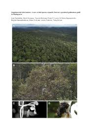 Image result for Solenangis conica