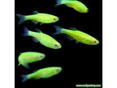 Zebra Danio Yesil Bakimi Kolay 1 Ad 3 4 Cm 2020 Akvaryum Baligi Beta Baligi Akvaryumlar